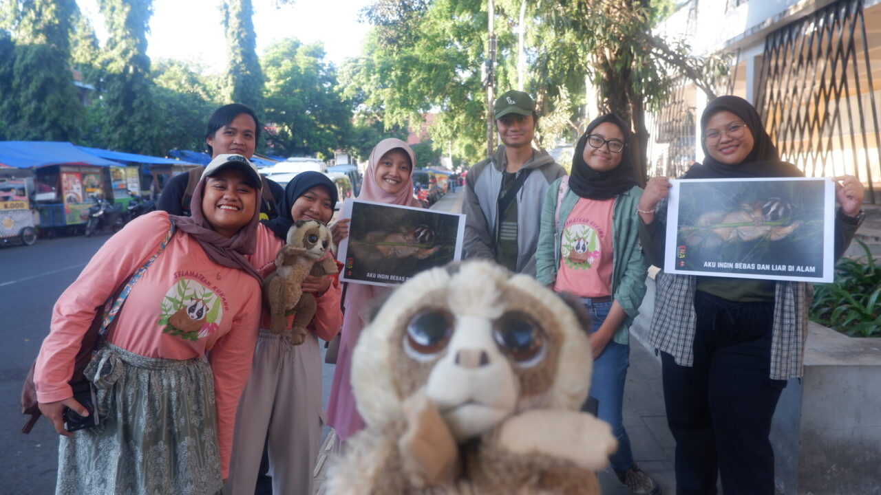 Adorable Slow Lorises in the Cold of Night